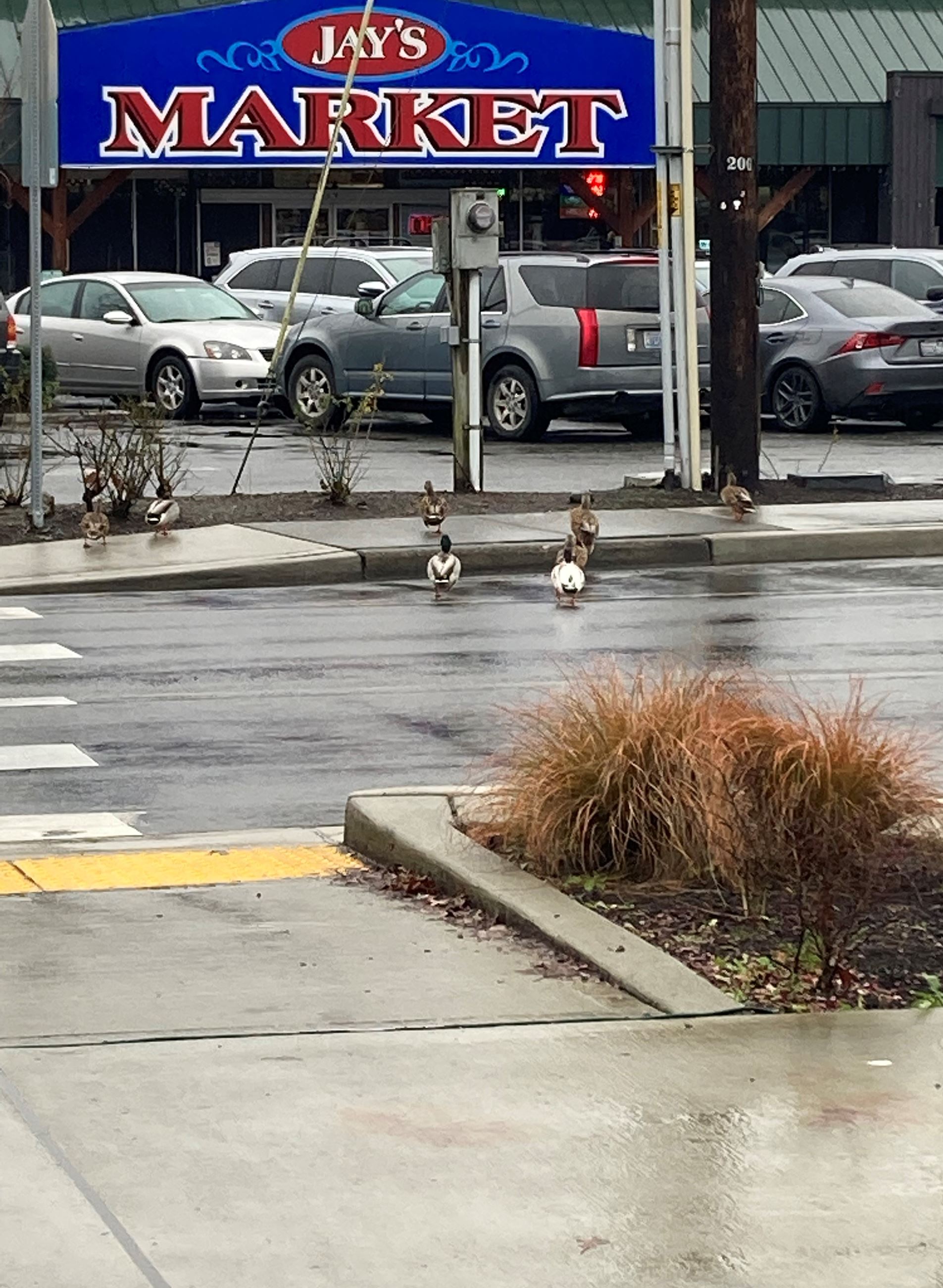 Old Town Lake Stevens ducks in crosswalk