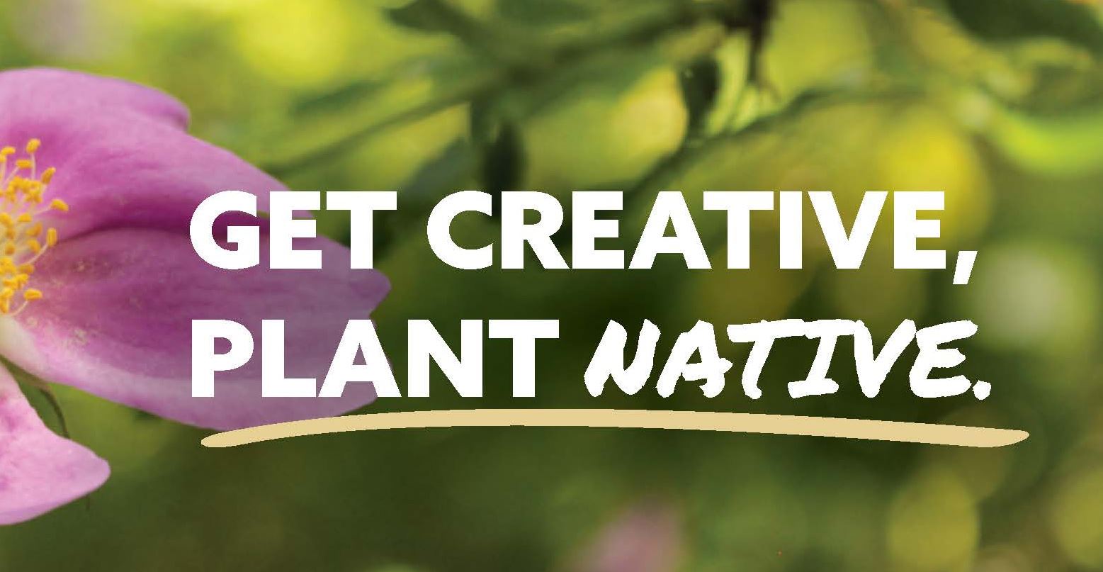 LS Native Plant Buffer thumbnail