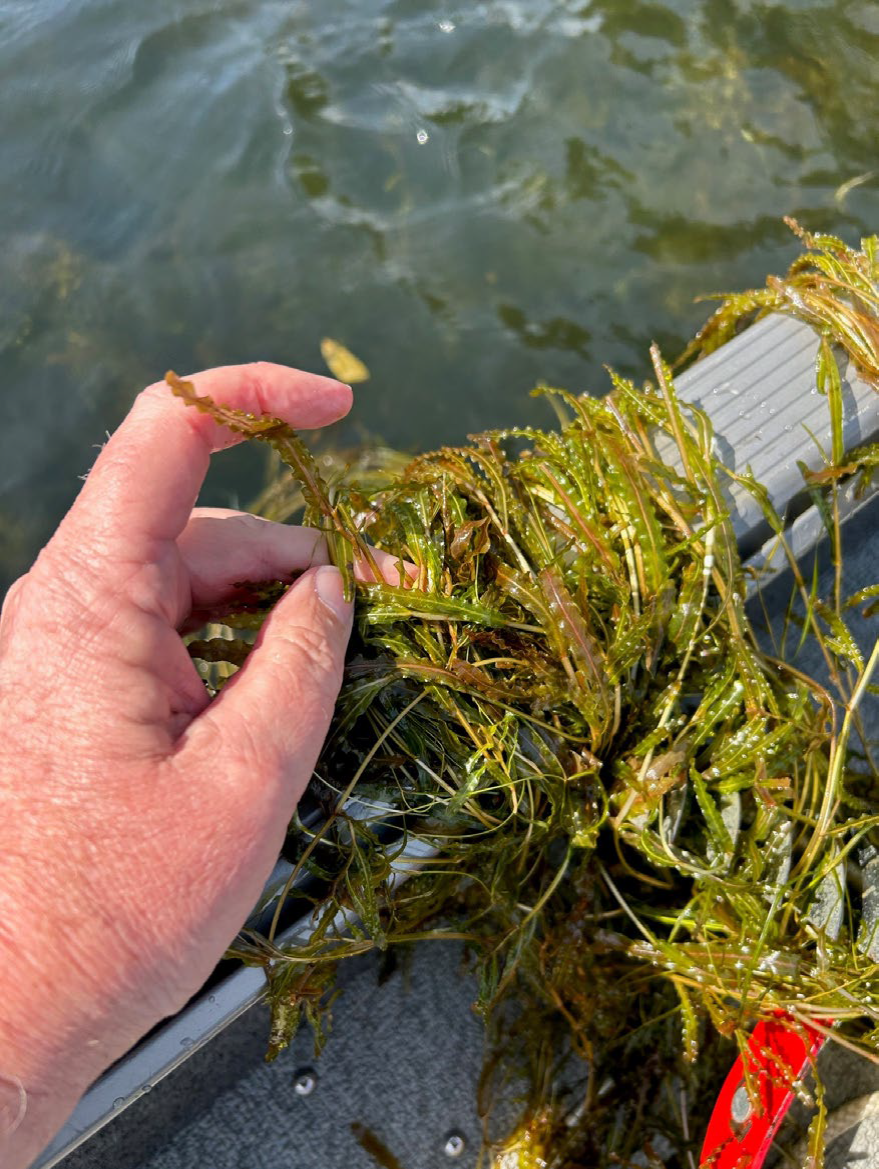 photo of Curly-leaf pondweed, a noxious weed in Lake Stevens