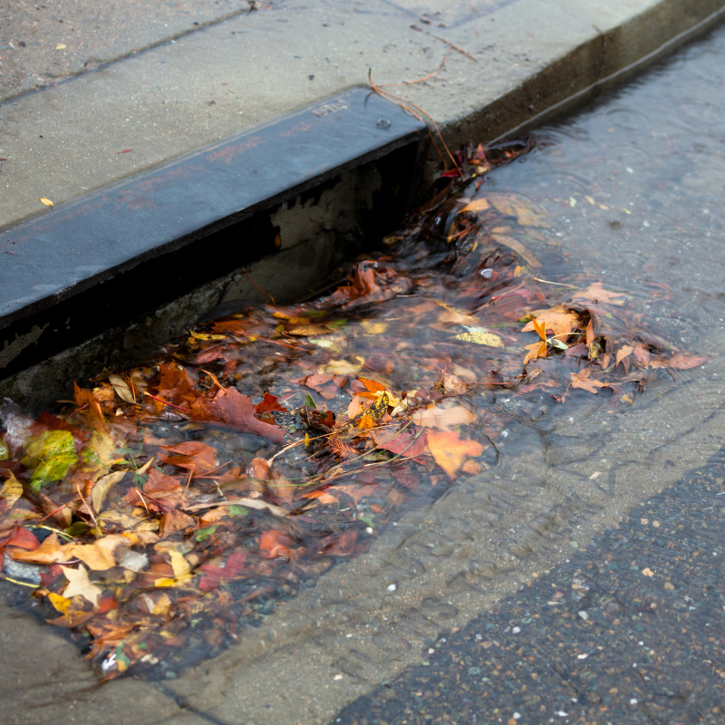 Image of storm drain filled with leaves