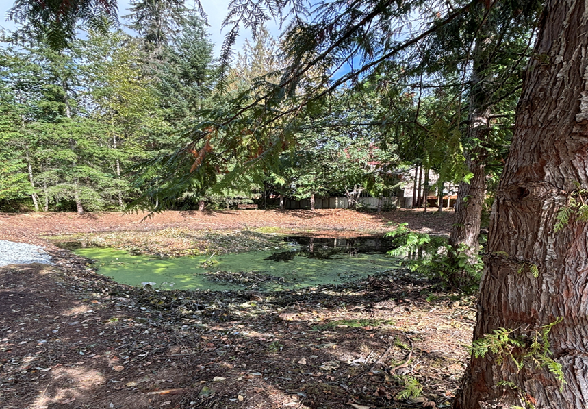 Catherine Creek Neighborhood Stormwater Detention Pond After