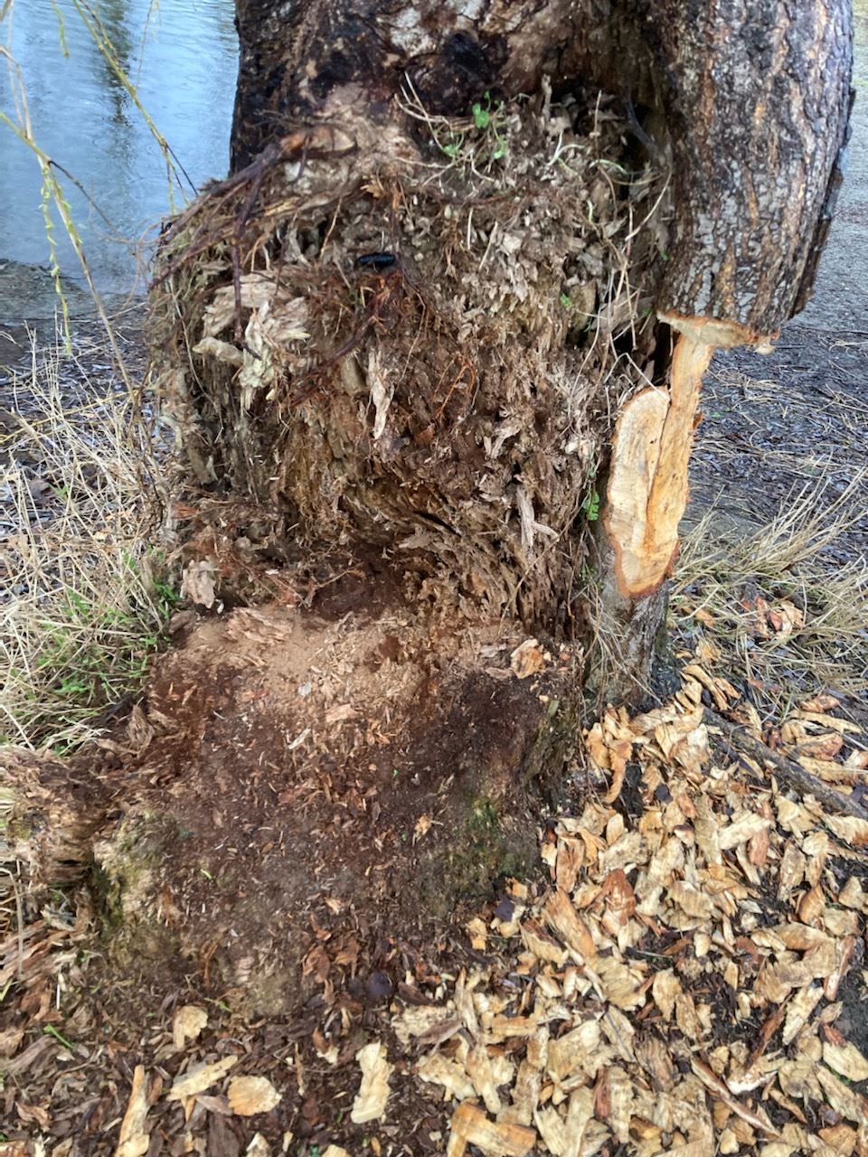 willow tree chewed 2