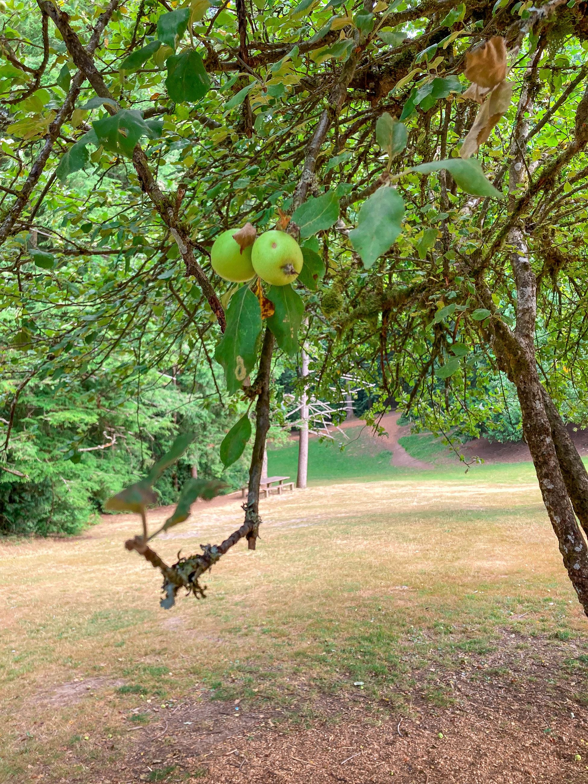 Catherine Creek Park pear tree near entrance